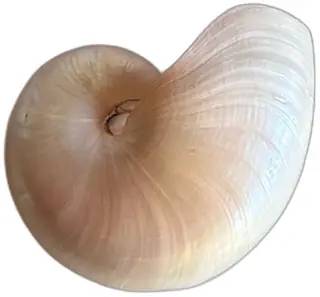 Large Nautilus Shell Polished Natural Seashell 7 Inch Vintage Decorative Specimen