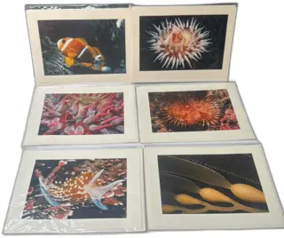 Set of 6 William Hastings Marine Life Mounted Photo Prints 1991-1992